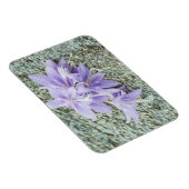 lavender hosta bloemen in vol bloei magneet (Rechterzijde)