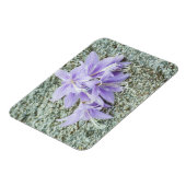 lavender hosta bloemen in vol bloei magneet (Linkerzijde)