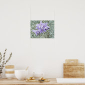 lavender hosta bloemen in vol bloei poster (Keuken)