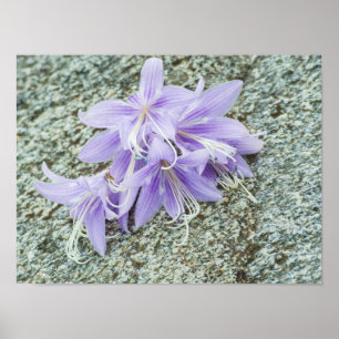 lavender hosta bloemen in vol bloei poster