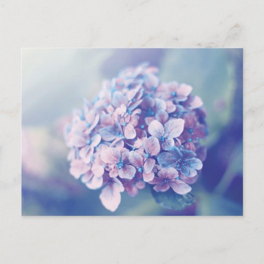 Lavender Hydrangea Briefkaart (Voorkant)