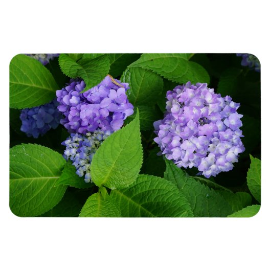 Lavender Hydrangea Magneet (Horizontaal)