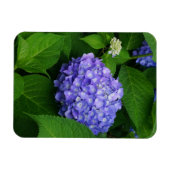 Lavender Hydrangea Magneet (Horizontaal)