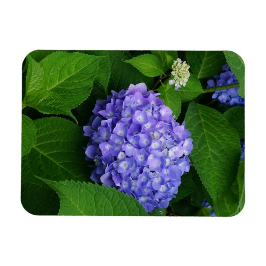 Lavender Hydrangea Magneet (Horizontaal)