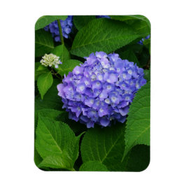 Lavender Hydrangea Magneet