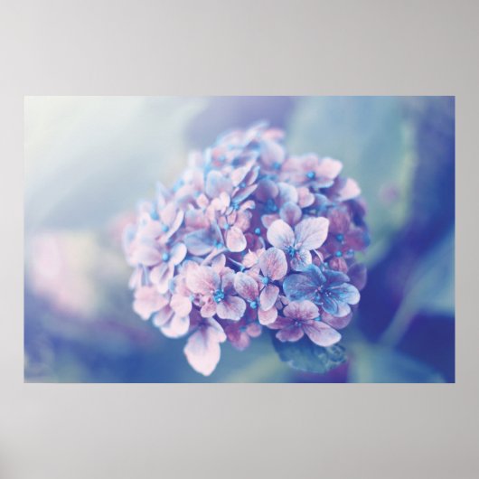 Lavender Hydrangea Poster (Voorkant)