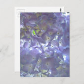 Lavender Hydrangeas Briefkaart (Voorkant / Achterkant)