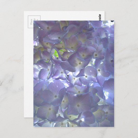 Lavender Hydrangeas Briefkaart (Voorkant / Achterkant)