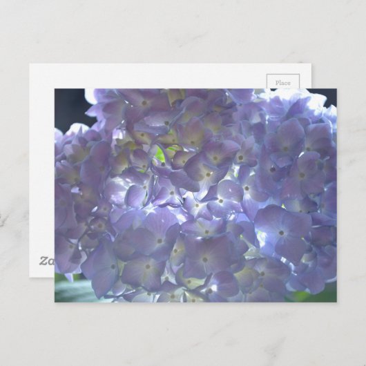 Lavender Hydrangeas Briefkaart (Voorkant / Achterkant)