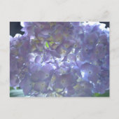 Lavender Hydrangeas Briefkaart (Voorkant)