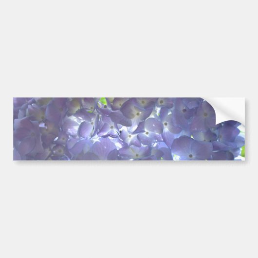 Lavender Hydrangeas Bumpersticker (Voorkant)