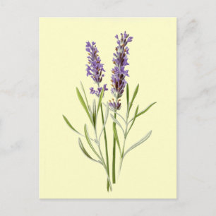 Lavender Illustration Vintage Briefkaart