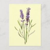 Lavender Illustration Vintage Briefkaart (Voorkant)