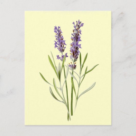 Lavender Illustration Vintage Briefkaart (Voorkant)