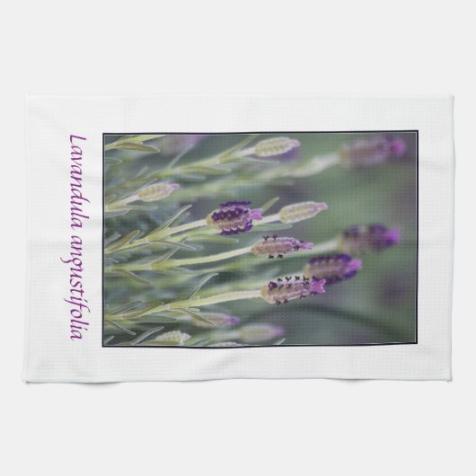 Lavender in Bloom Theedoek (Horizontaal)