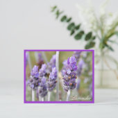 Lavender in briefkaart (Staand voorkant)