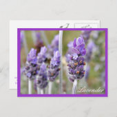 Lavender in briefkaart (Voorkant / Achterkant)