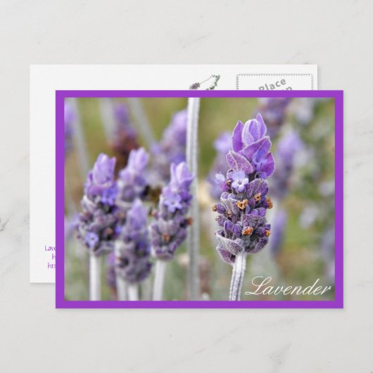 Lavender in briefkaart (Voorkant / Achterkant)