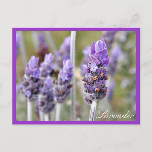 Lavender in briefkaart (Voorkant)
