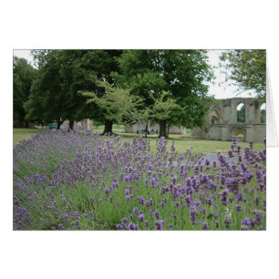 Lavender in Glastonbury