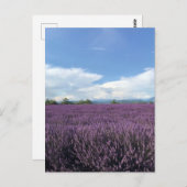 Lavender in het Franse Briefkaart Riviera France (Voorkant / Achterkant)