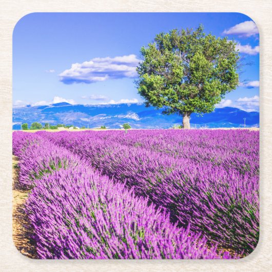 Lavender in Provence Kartonnen Onderzetters (Voorkant)
