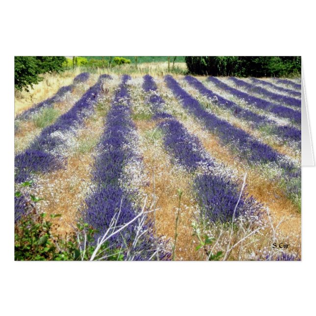 Lavender in Provence, S Cyr (Voorkant Horizontaal)