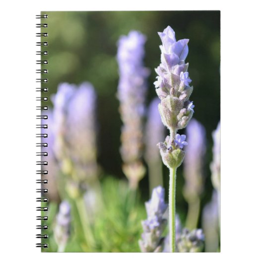 Lavender-laptop Notitieboek (Voorkant)