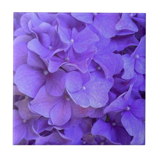 Lavender lila paars Hydrangeas purple Flowers Tegeltje (Voorkant)
