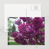 Lavender Lilacs Briefkaart (Voorkant / Achterkant)