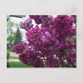 Lavender Lilacs Briefkaart (Voorkant)