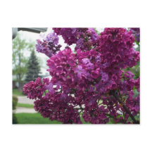 Lavender Lilacs Briefkaart