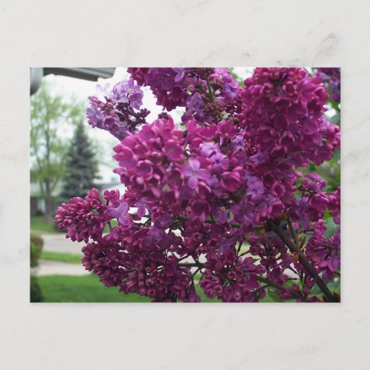 Lavender Lilacs Briefkaart (Voorkant)