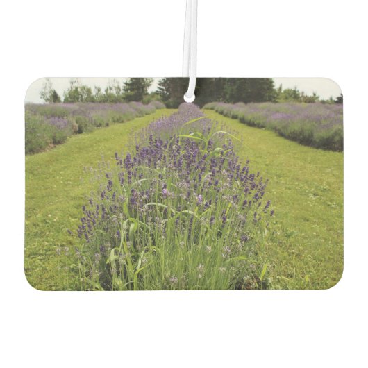 Lavender  luchtverfrisser (Achterkant)