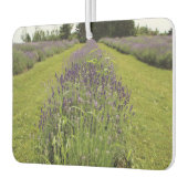 Lavender  luchtverfrisser (Links)