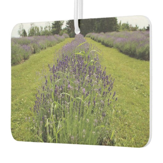 Lavender  luchtverfrisser (Links)
