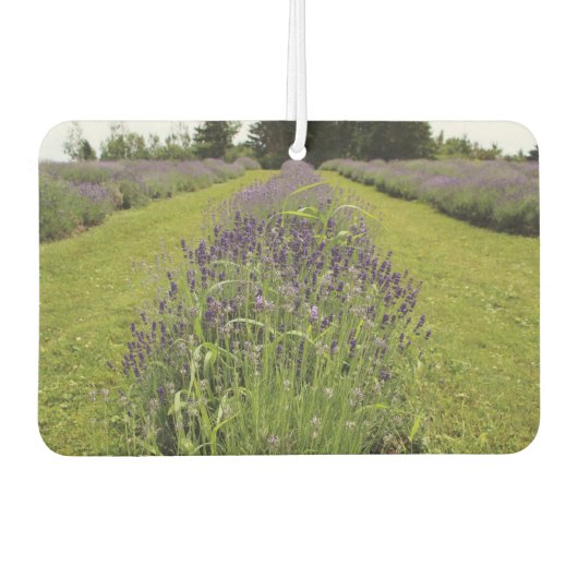 Lavender  luchtverfrisser (Voorkant)