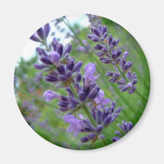 Lavender Magneet (Voorkant)
