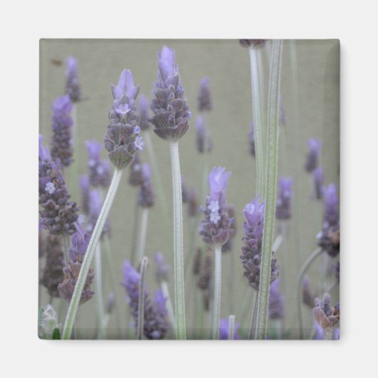 Lavender Magneet (Voorkant)
