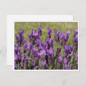 Lavender Meadow Flowers Briefkaart (Voorkant / Achterkant)