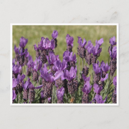 Lavender Meadow Flowers Briefkaart (Voorkant)