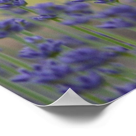 Lavender met Citaat Poster (Hoek)