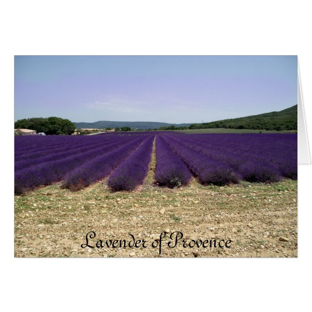 Lavender of Provence (Voorkant Horizontaal)