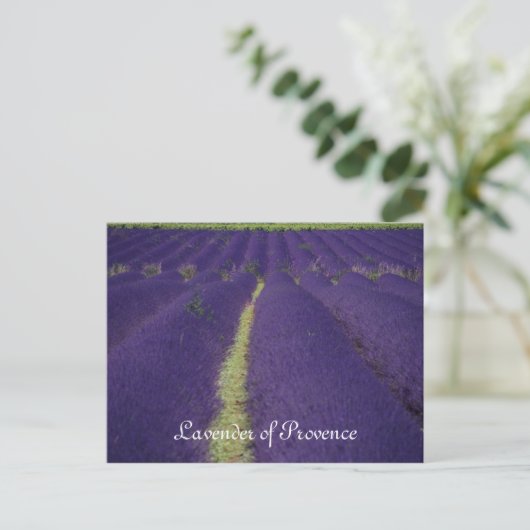 Lavender of Provence Briefkaart (Staand voorkant)