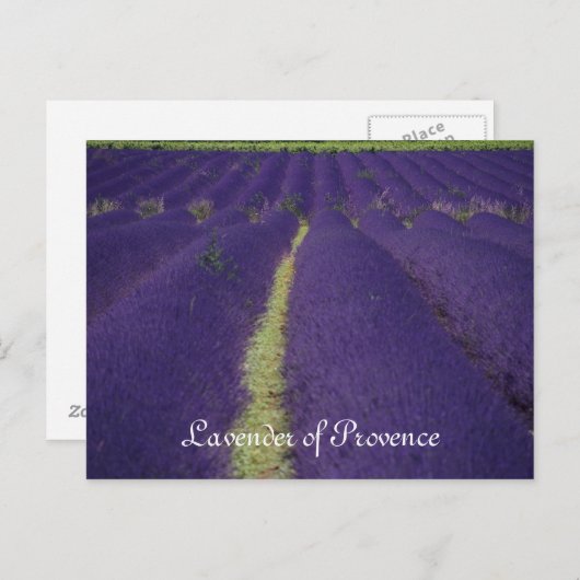 Lavender of Provence Briefkaart (Voorkant / Achterkant)