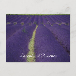 Lavender of Provence Briefkaart