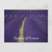 Lavender of Provence Briefkaart (Voorkant)