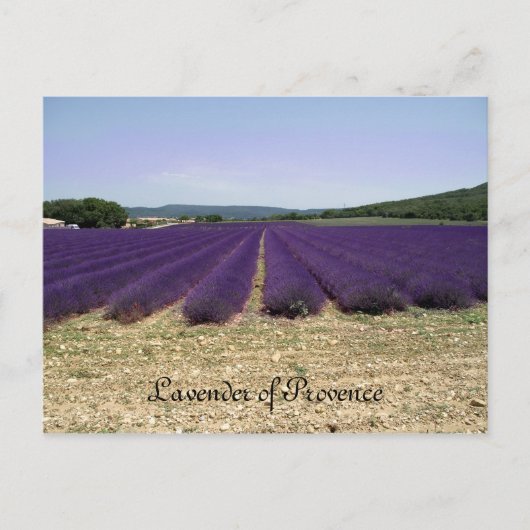 Lavender of Provence Briefkaart (Voorkant)