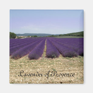 Lavender of Provence Magneet
