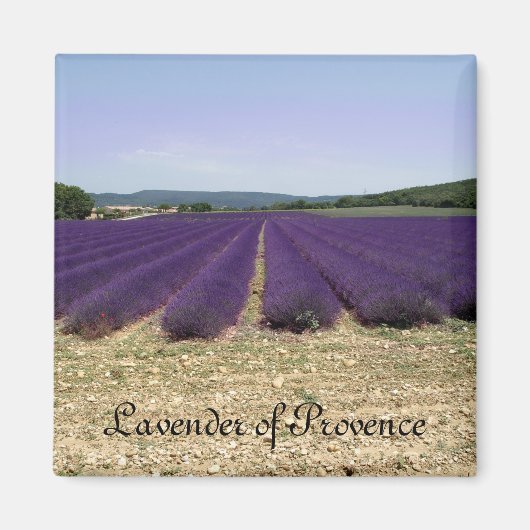 Lavender of Provence Magneet (Voorkant)